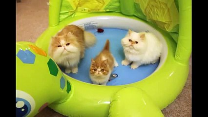 Пушистые кошаки играют в надувном бассейне