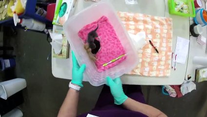 24h dans une nurserie pour chatons ! Trop mignon !