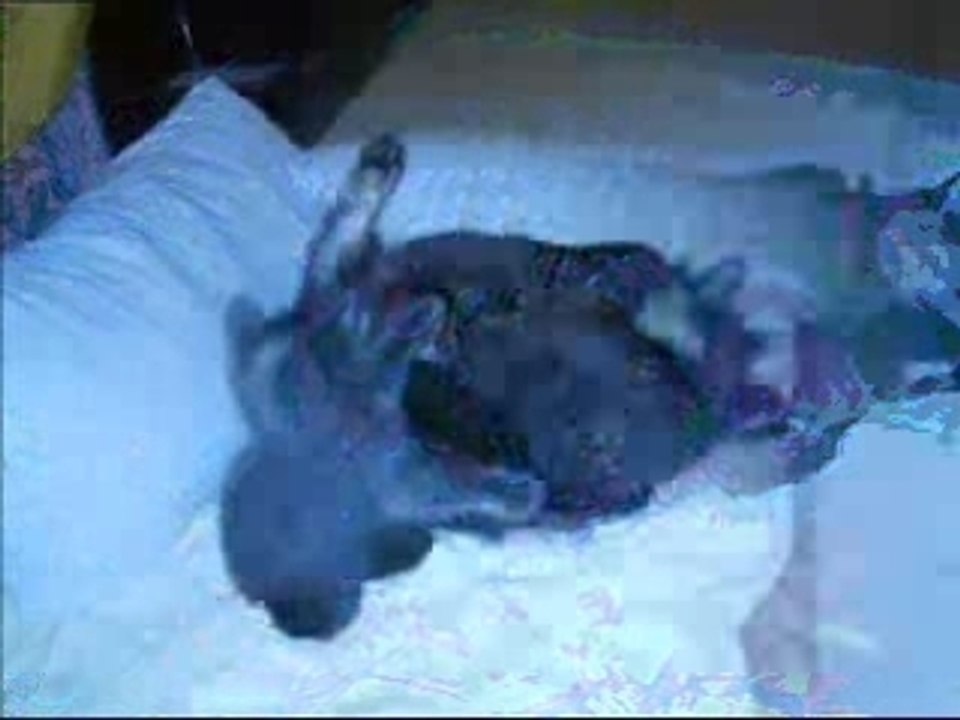Nirvana et ses chatons