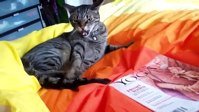 Смертельный бой кота против самого себя ПРИКОЛ Cat violently beat himself