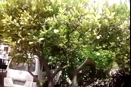 Limon Ağacı Kuruması Mersin Yeşilovacık Bayram ali