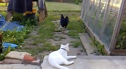 Черная курица забрала мышь у белой кошки