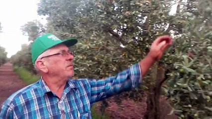 Zeytin Ağacı Gübreleme