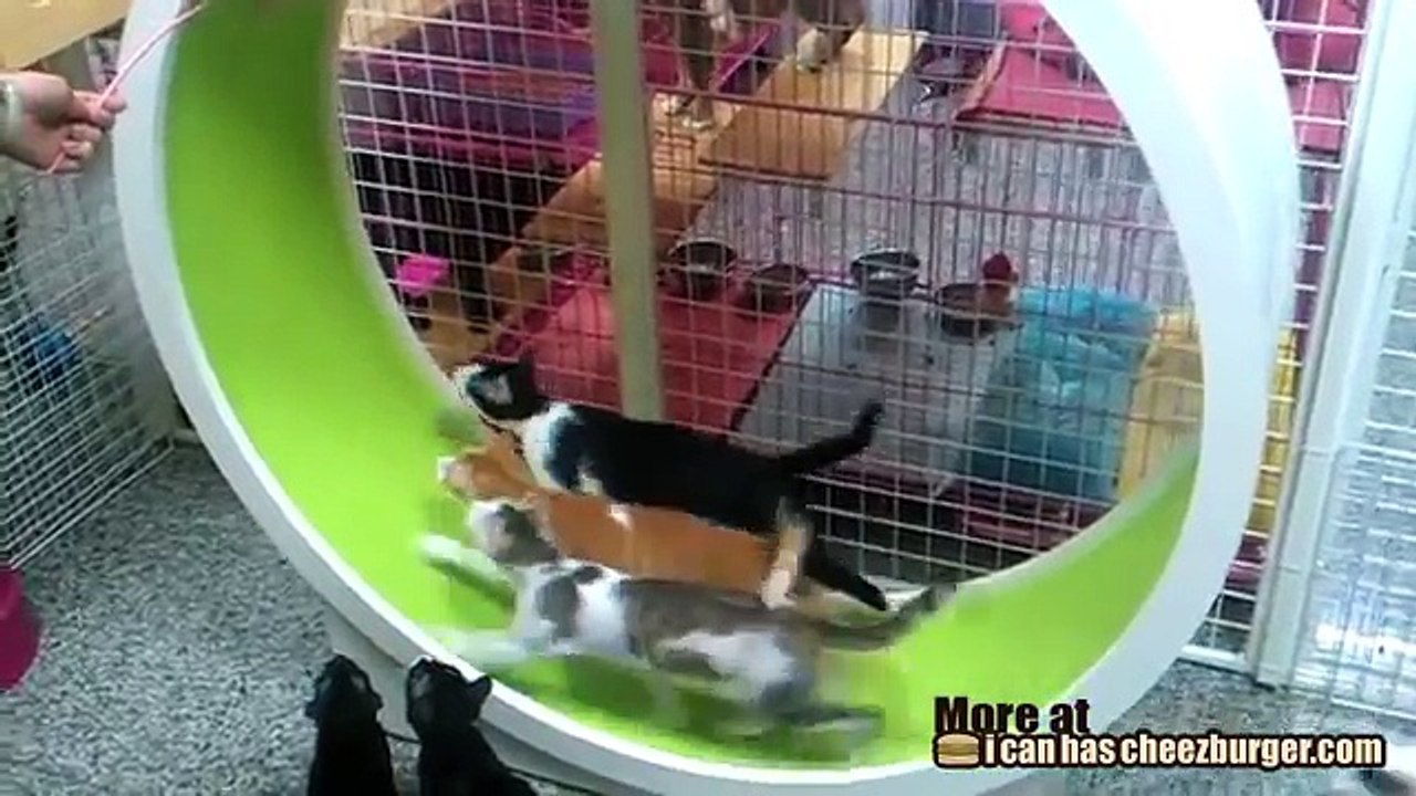 Целое стадо котов и кошек бегает в колесе