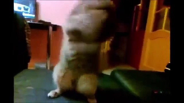 Шустрые коты и кошки лучшие видео приколы с кошками