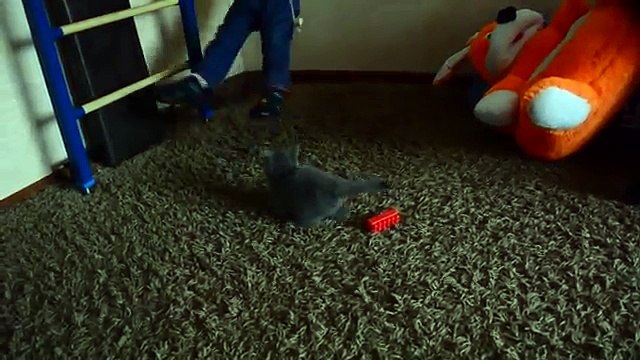 Кошка смешно нападает на ребенка! КОШКА НИНДЗЯ! Приколы с котами и кошками!