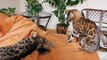 Красивые бенгальские кошки играют