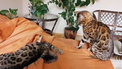 Красивые бенгальские кошки в игре