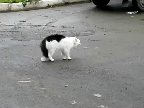 Крутая разборка котов СМОТРЕТЬ КЛАССНЫЙ ПРИКОЛ ПРО КОТОВ