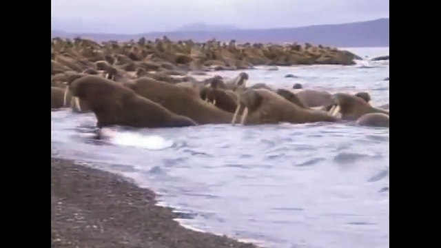 ПОЛЯРНЫЙ МЕДВЕДЬ НАПАЛ НА МОРЖА,БЕЛЫЙ МЕДВЕДЬ VS МОРЖ