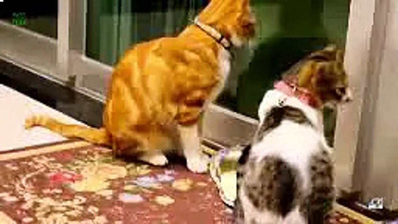 Funny Cats and Kittens Meowing Compilation 2013 HD часть 1