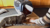 Transportbox Training Katzen Clickertraining