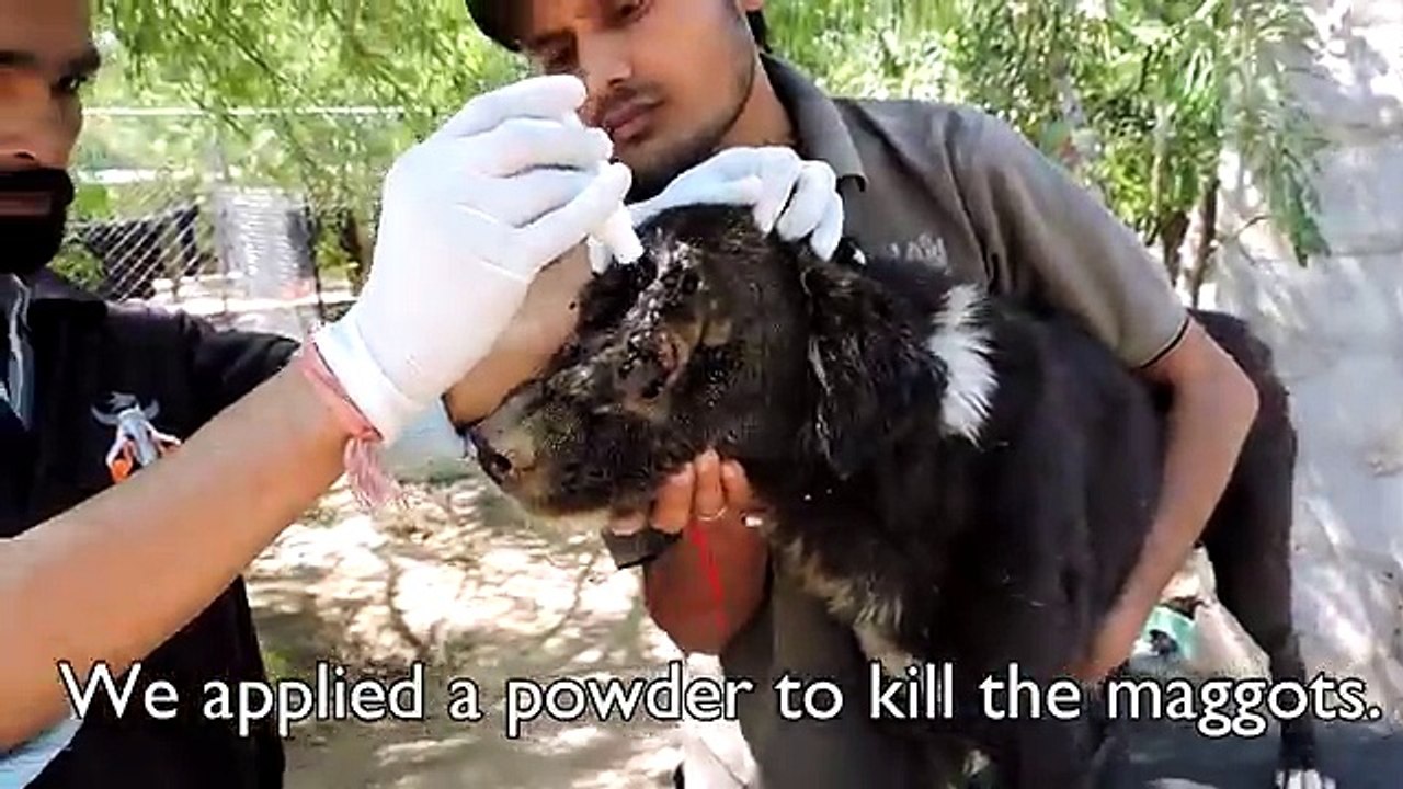 Lo hanno trovato SENZA FACCIA, ma guardate cosa è successo dopo il salvataggio