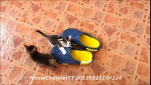 Funny Cats Kittens MeowChannelYT 20130511104124 Barbie Choc Playing With Shoes YT