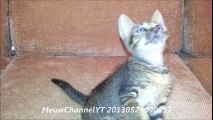 Funny Cats Kittens MeowChannelYT 20130524090057 Choc Music YT Fluffing A Duck