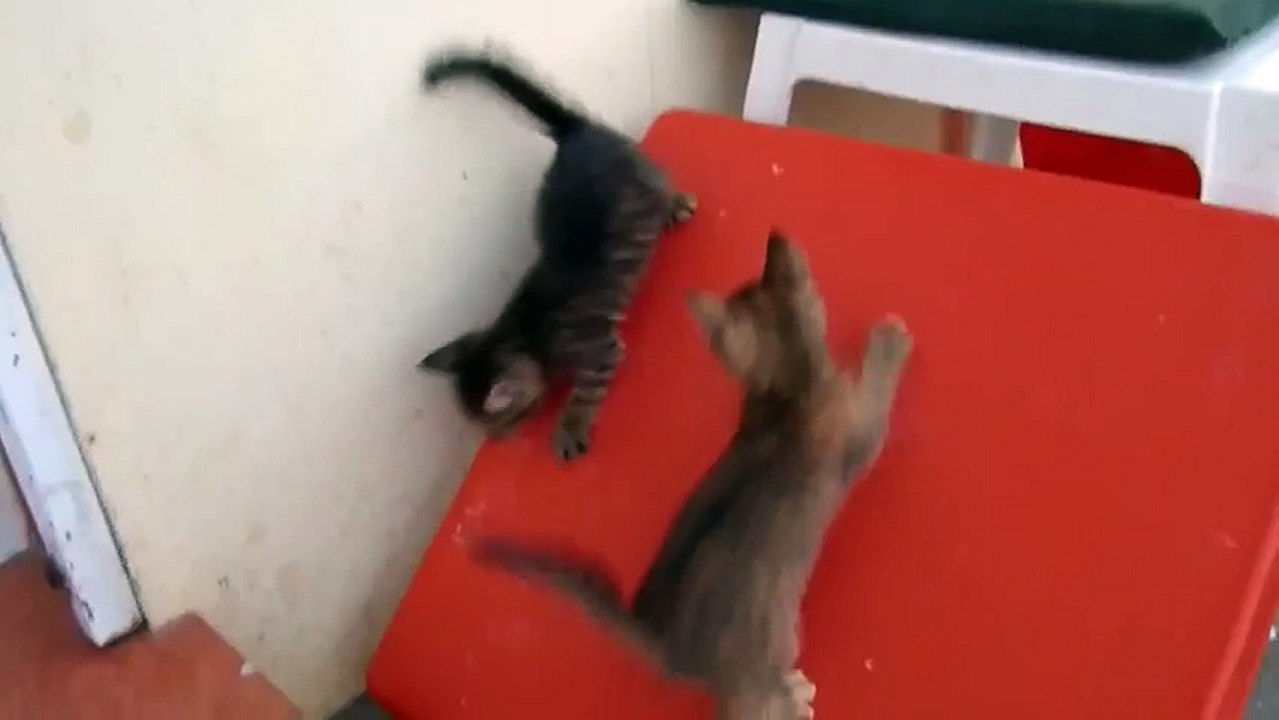 Funny Cats Video 2014 Very Fun