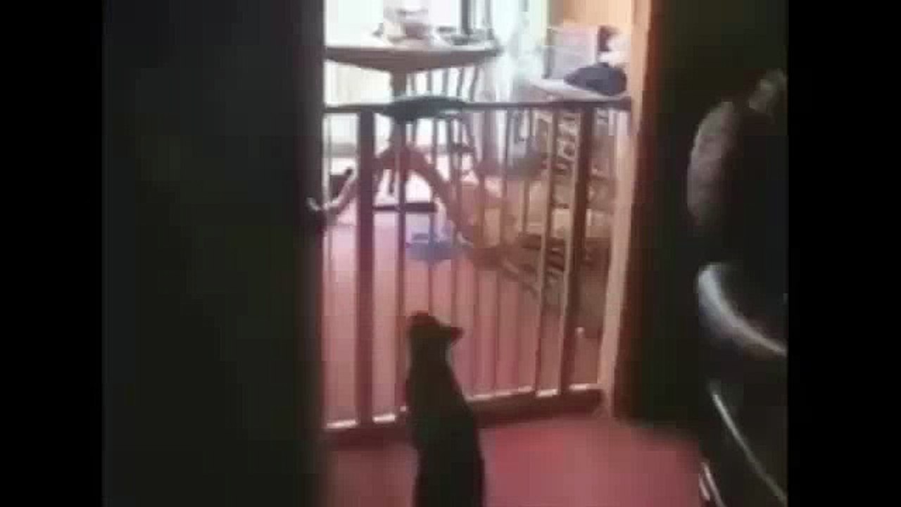 FUNNY CATS VIDEOS - FUNNY VIDEOS CATS - FUNNY ANIMAL FAILS 2014