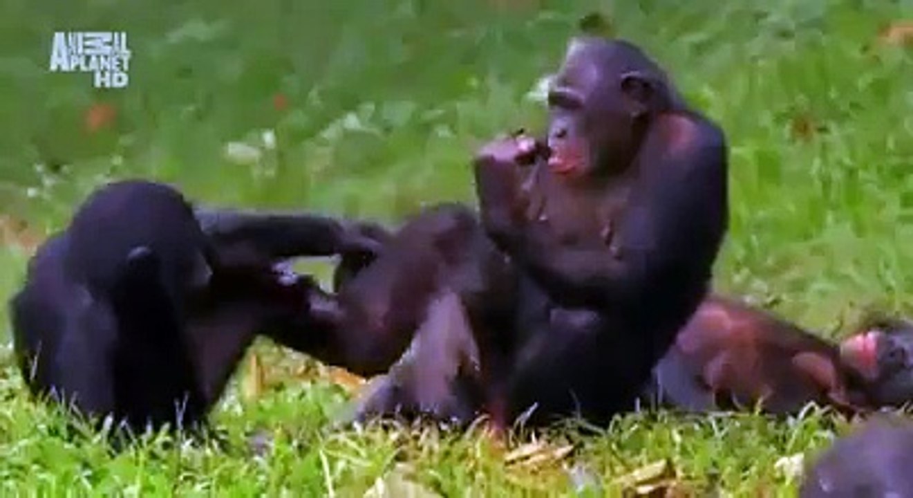 The Funny Monkeys