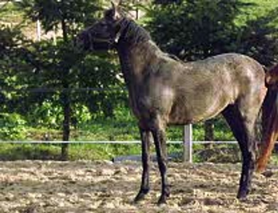 Délicia de la Reine