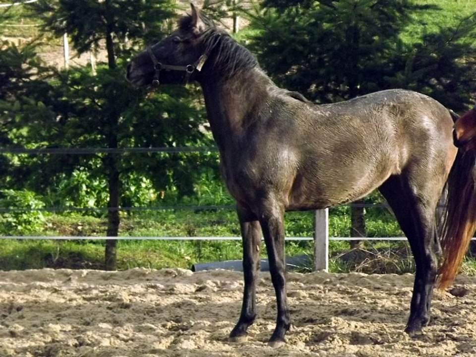 Délicia300116