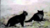 Cats fighting stopped by dog   Funny animals videos