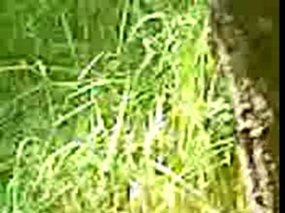 airsoft en forêt 3