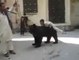 Boy Vs Bear Amazing and Dangerous Stunt--Top Funny Videos-Top Prank Videos-Top Vines Videos-Viral Video-Funny Fails