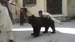 Boy Vs Bear Amazing and Dangerous Stunt--Top Funny Videos-Top Prank Videos-Top Vines Videos-Viral Video-Funny Fails