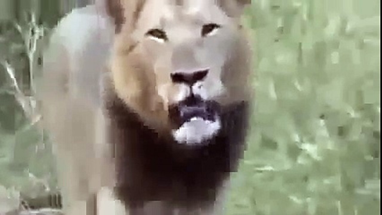 Erkek Aslan Yavrusunu Öldüren Sırtlanı Parçalıyor