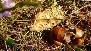 snails & dart love