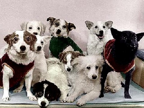 13 min dog hypnotize (part 7)