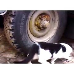 Tom And Gerry True Story(  not cartoons)