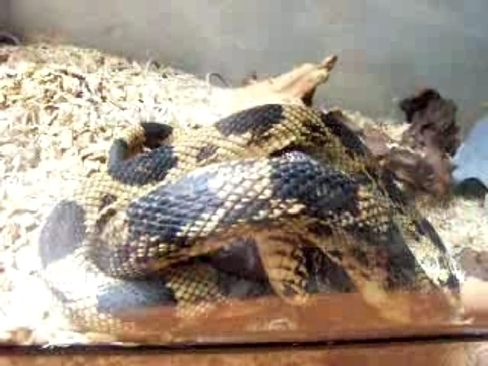Repas Pituophis Melanoleucus