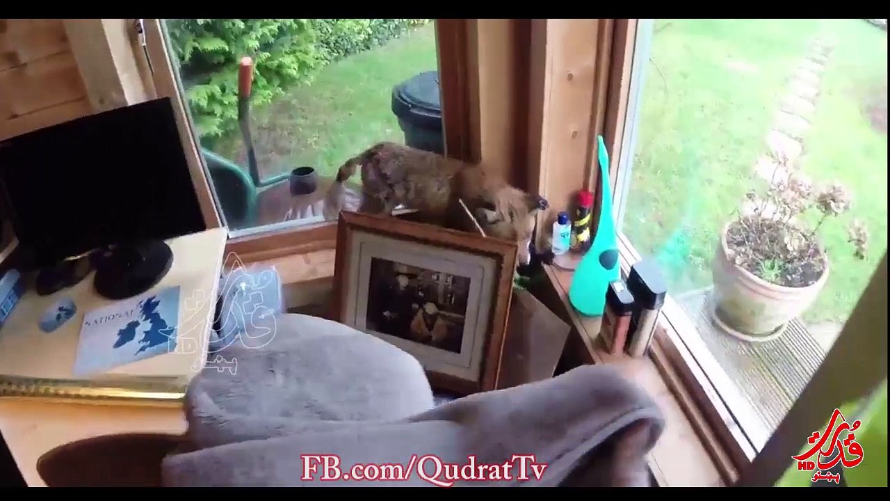 Ear Amputation on a Rescued Fox