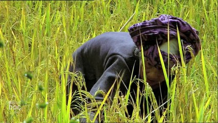 Indonesia. Sulawesi Island   Tribes & Ethnic Groups