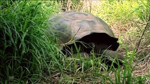 The Galapagos Giant Tortoises   Wild Animals - Full Documentaries