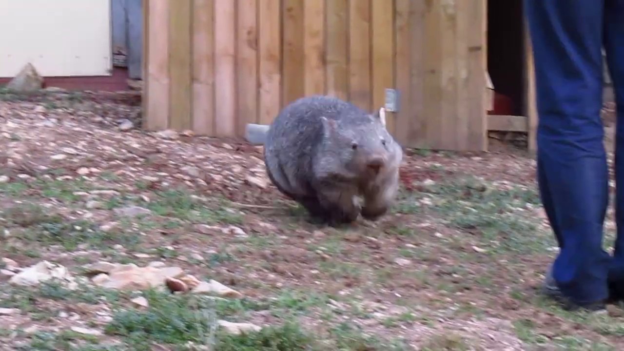 Puppy or wombat? Why not both?