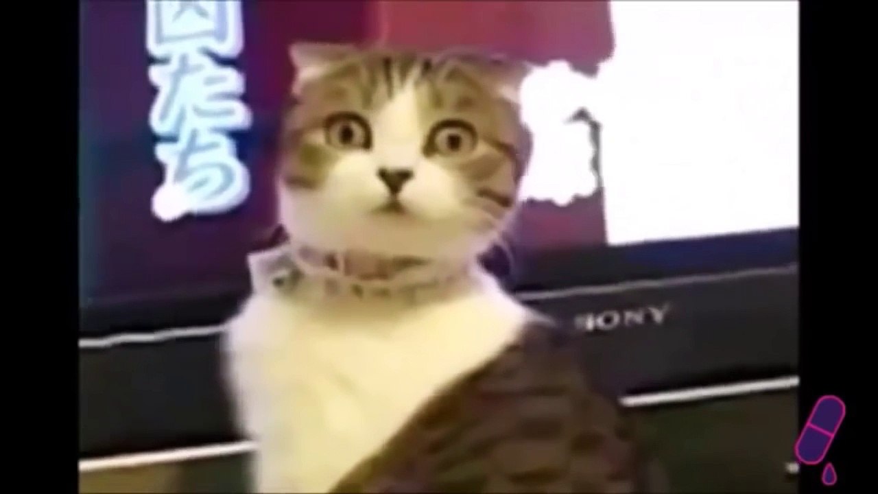 Try not to laugh