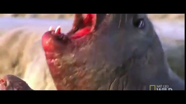 МОРСКОЙ СЛОН ПРОТИВ МОРСКОГО СЛОНА