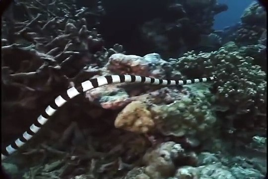 МОРСКАЯ ЗМЕЯ ПРОТИВ МУРЕНЫ