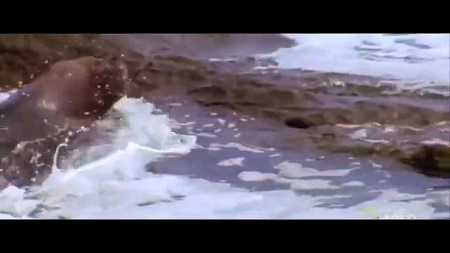 МОРСКОЙ ЛЕВ ПРОТИВ ОСЬМИНОГА,ЛЕВ VS ОСЬМИНОГ