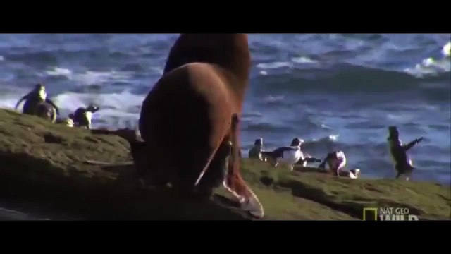 МОРСКОЙ ЛЕВ ПРОТИВ ОСЬМИНОГА