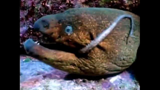 МУРЕНА НАПАЛА НА ОСЬМИНОГА