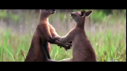 КЕНГУРУ БОКСИРУЕТ С КЕНГУРУ,КЕНГУРУ VS КЕНГУРУ