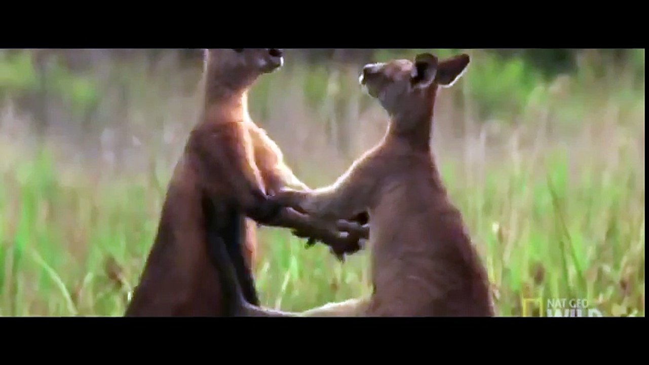 КЕНГУРУ БОКСИРУЕТ С КЕНГУРУ,КЕНГУРУ VS КЕНГУРУ