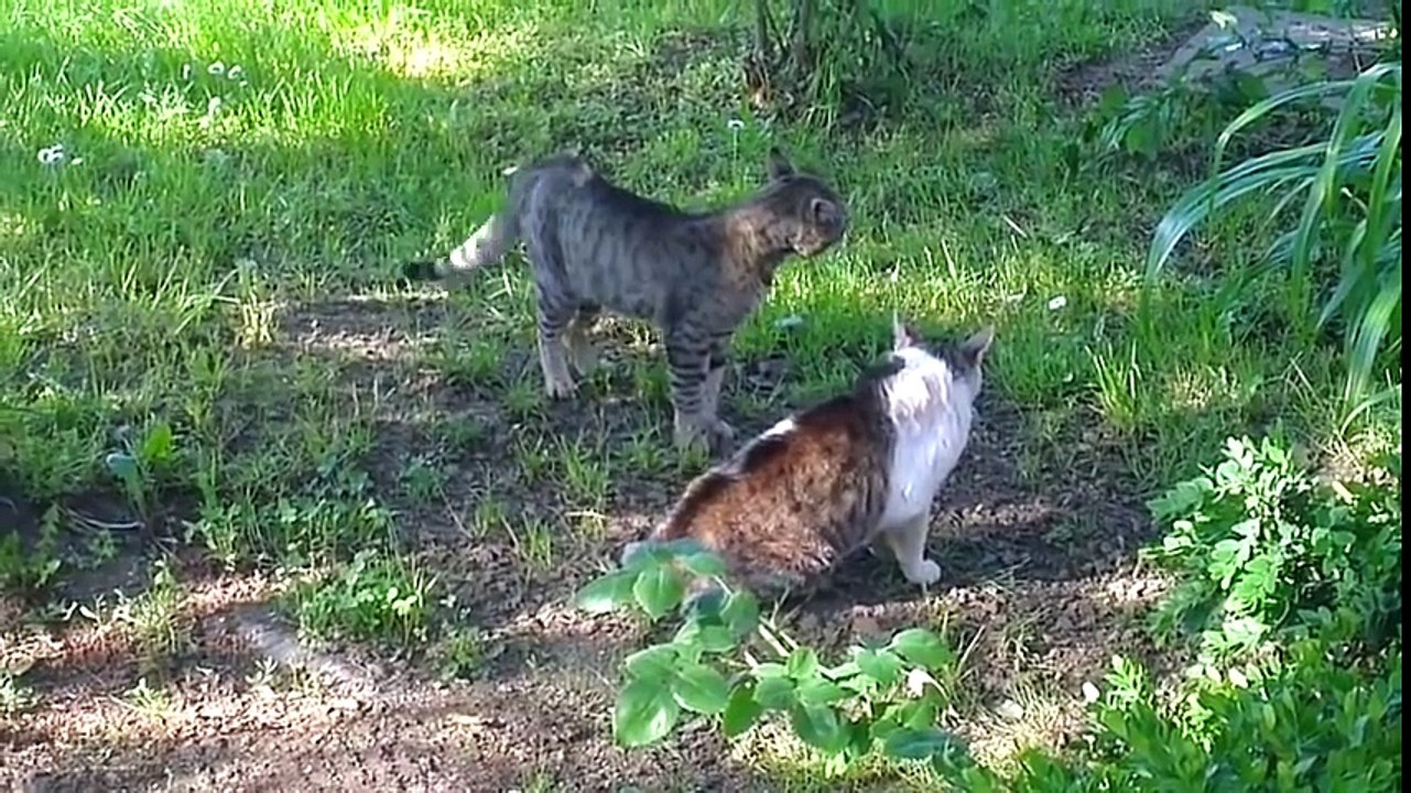 КОТ ПРОТИВ КОТА,БОЙ ДО КРОВИ