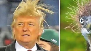 Donald Trump in news over resemblance with animals.