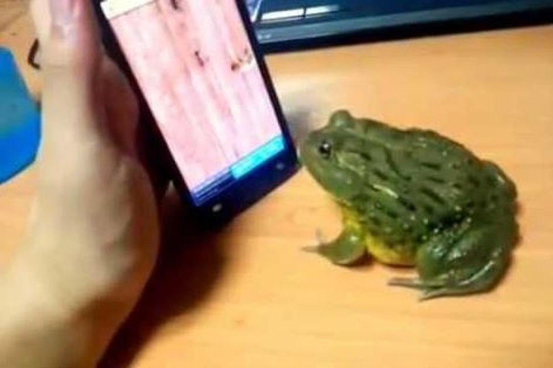 Funny Frog eats a finger