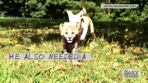 Who says cats & dogs can't get along This puppy and his cheetah pal are BFFL