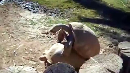 New Funny turtle humps shoe with New Trend Outfit